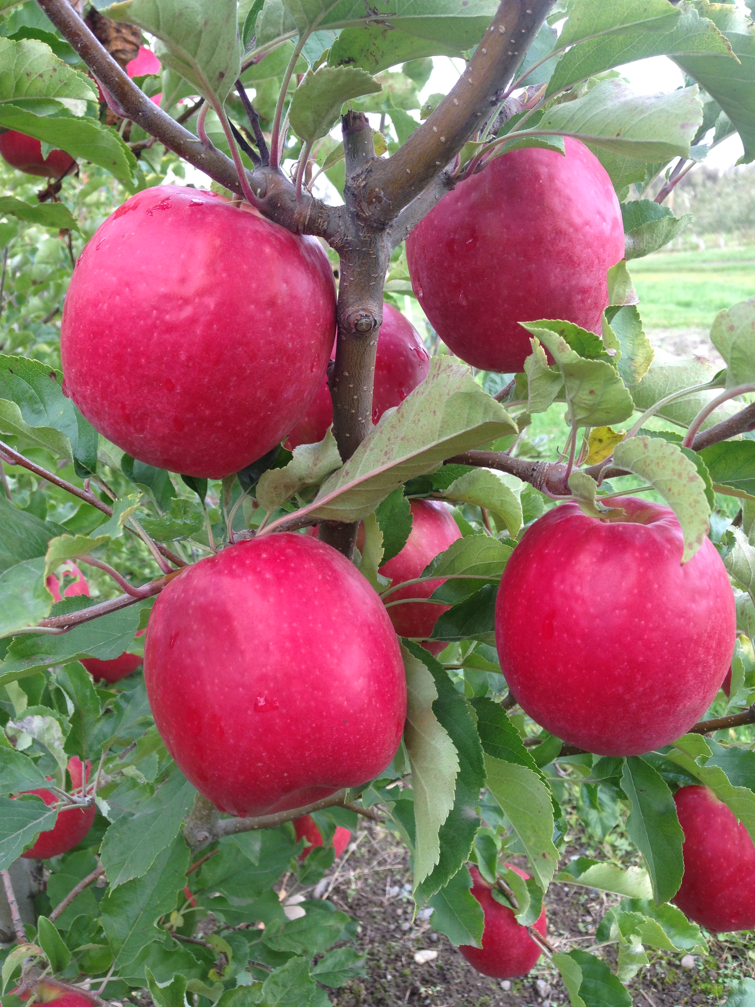 Cripps Pink/Pink Lady